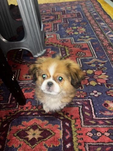 пудель в добрые руки: Пекинес, 3 месяца, Самец, С прививками, Самовывоз — 6