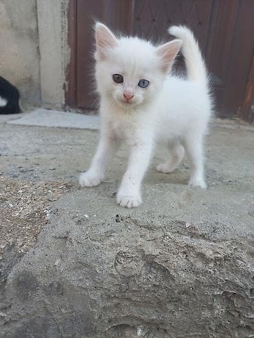 ag pisik: Van, Dişi, Yaxşı əllərə, Ünvandan götürmə — 1