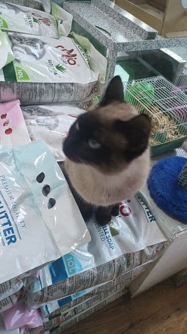 İtlər: Məhsul: Pişik sortu siam erkək — 7