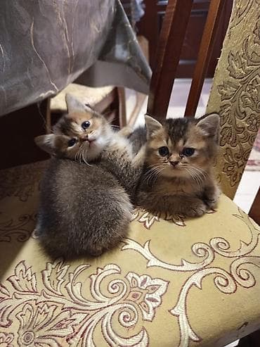 şinşilla: Tabbi — 5