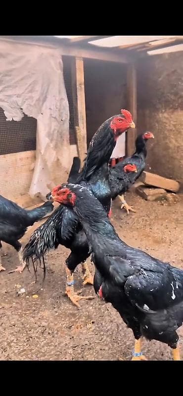 en ucuz at: Aseel tipli döyüşcü toyuqlar – iri cüssəli, hündür boyunlu və güclü — 9