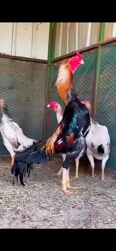 cücə yemi: Toyuq, Damazlıq — 3