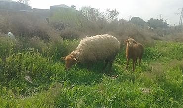 ereb ati satilir: 1ci qarna şişek dişi balayla satlr ünvan ST Sumqayt — 4