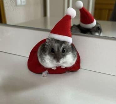 🐹 Hər növ xamyaklar və aksesuarlar satışda! 🐭 ✨ Bizdə cunqariklər lalafo.az -da 🐹 Hər növ xamyaklar və aksesuarlar satışda! 🐭 ✨ Bizdə cunqariklər