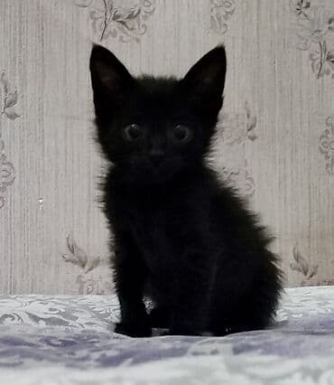 pulsuz verilir: Şotland, Erkək, Yaxşı əllərə, Pulsuz çatdırılma — 3