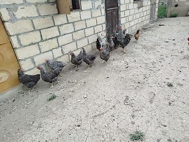 sort toyuq: Şekilde gorduyunuz Xarkov ve Avustroloq beceleri satilir Xarkovlar — 3