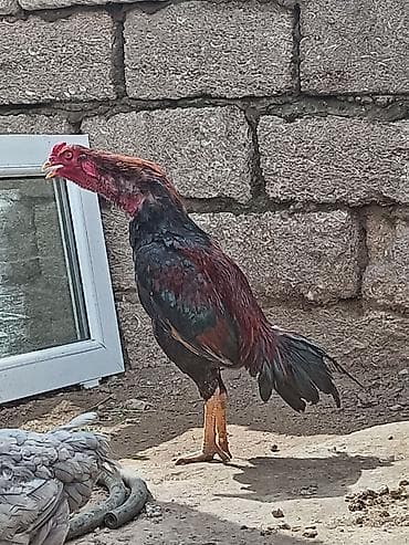 heyratı samo: Salam aleykum Allah hamının malına bərəkət versin gördüyünüz bu beçə 9 — 6