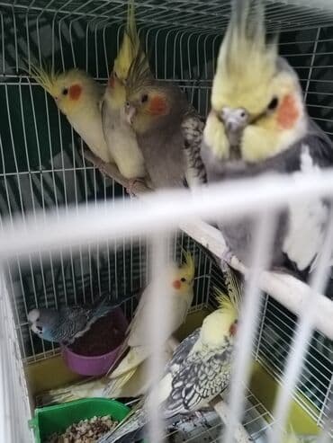 тап аз птицы: Nimfa (Cockatiel) tutuquşu - Növ: Nimfa (Nymphicus hollandicus) - — 3