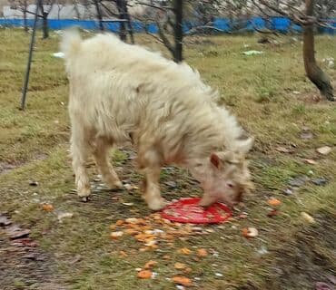 İtlər: Ağ rəngli keçi – uzun və qalın yunlu, saqqallı erkək. Orta-böyük bədən — 1