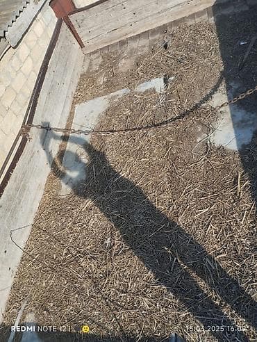 Avadanlığın icarəsi: Mavi rəngli kənd təsərrüfatı traktoru - Kabinli konstruksiya: tam — 10