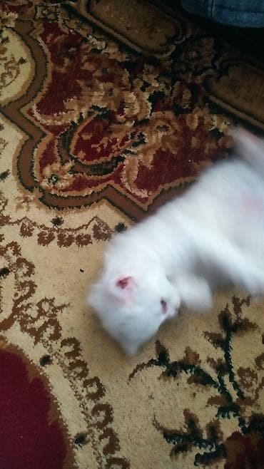 heyvan sahiblənmə: Digər heyvanlar — 4