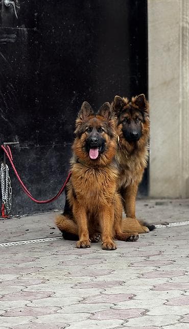 Alman çoban iti, 1 il, Dişi, Peyvəndli, Ünvandan götürmə lalafo.az -da — 2 Alman çoban iti, 1 il, Dişi, Peyvəndli, Ünvandan götürmə — 2
