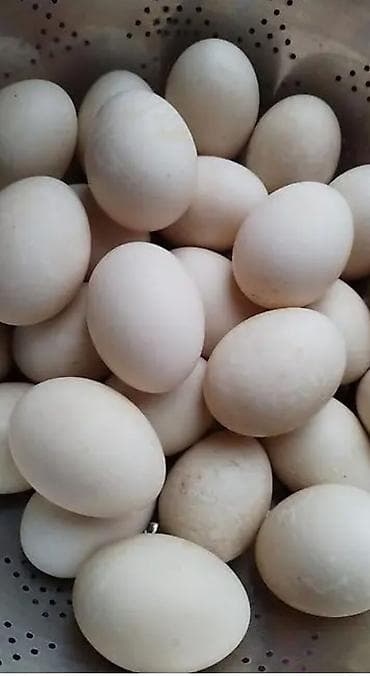 Məhsul: Ördək yumurtası Təsvir: - Ağ qabıqlı, iri ölçülü ördək lalafo.az -da Məhsul: Ördək yumurtası Təsvir: - Ağ qabıqlı, iri ölçülü ördək