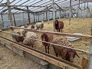 bala dana: Dişi, Qala, il: 1, 50 kq, Damazlıq, Ünvandan götürmə — 3