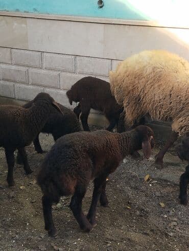 bmw 3 серия 325tds at: Satilir Ana Bala Qoyunlar Boğaz Heyvanlar ekiz Bala Heyvanlar Kom 8 — 6