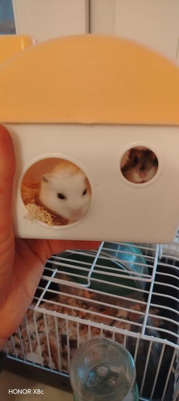 pisik yemi: Dwarf hamster – ev heyvanı - Növ: cırtdan (dwarf) hamster - Rəng — 4