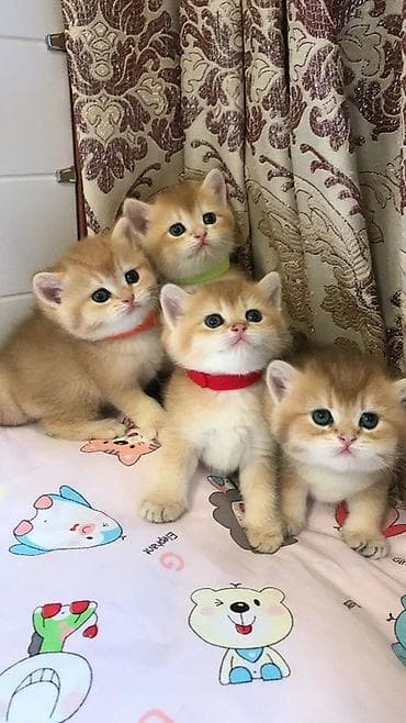 Qızıl şinşilla lalafo.az -da Qızıl şinşilla