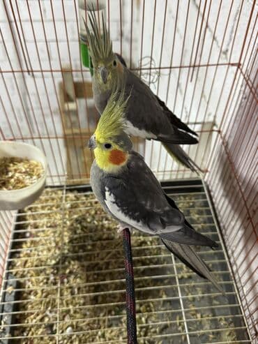 alman coban iti balaları: Nymph paraketləri (cockatiel) – cüt - Növ: Nymphicus hollandicus — 1