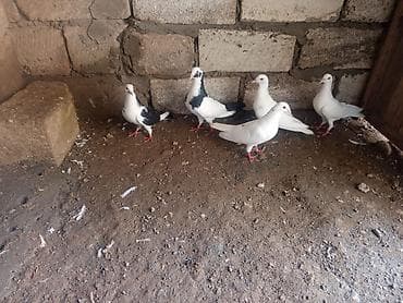 lalafo.az quşlar: Drakonlar — 2