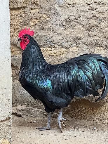 kənd toyuqu: Toyuq, Australorp, Damazlıq — 1