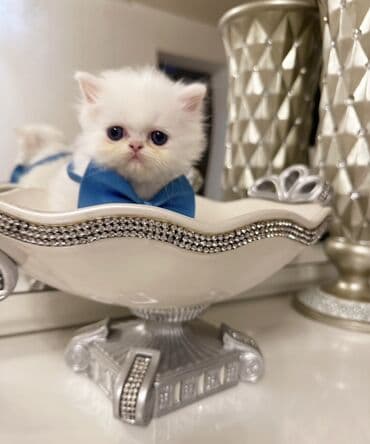 ağ pişik cinsləri: Ekzot, Erkək — 6