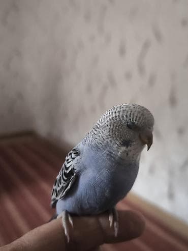 tutuquşlar: Məhsul: Dalmatin naxışlı, mavi çalarları olan dalğalı tutuquşu — 8
