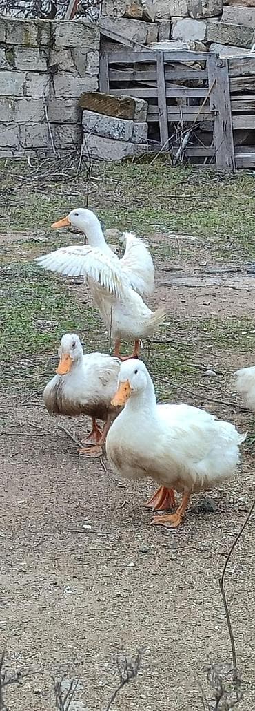 Gəmiricilər: Ağ ördəklər – kənd təsərrüfatı üçün - Cins tipi: ağ, narıncı dimdik — 1