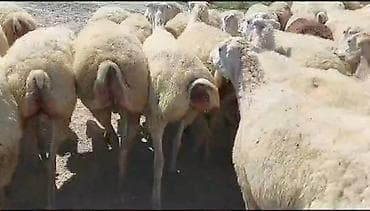 toyuqlar satılır: 500 baş Beylaqan sortu cavan boğaz qoyunlar satırıq.Şəxsi öz qapı — 3