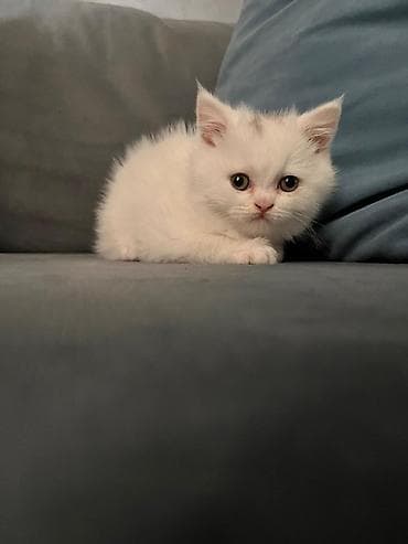 ağ pişik: Şotland, Dişi, Yaxşı əllərə, Ünvandan götürmə — 5