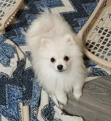 heyvan cütləşməsi: Şpitz, 4 ay, Dişi, Peyvəndli, Ünvandan götürmə — 4