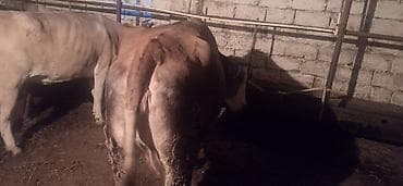 Mal-qara: Super kok iney ve yani balali mal vacap 0553011600 — 4