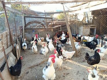 породистые собаки в добрые руки: Курица, Для разведения — 4