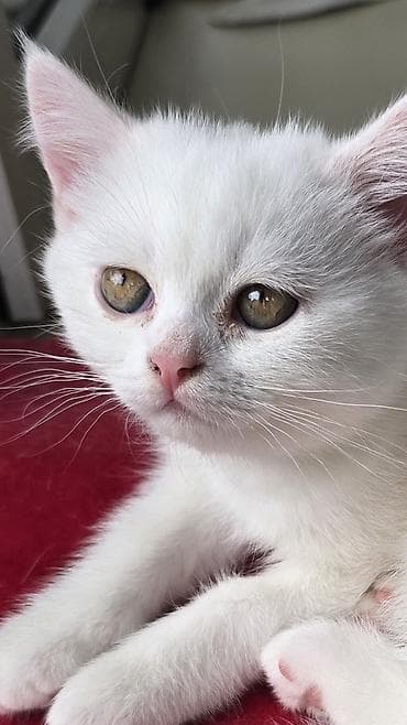 Gəmiricilər: 2 ayliq diwi yeni ailesini gozleyir — 2