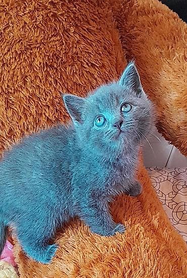 Heyvanlar: Britan — 2