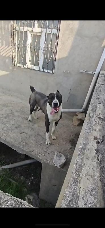 1 aylık doberman: Alabay, 2 il, Erkek, Peyvəndli — 1