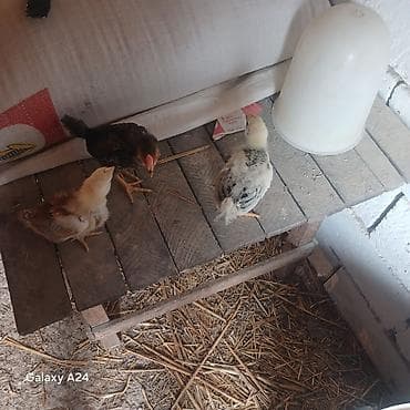 pedigree it yemi: Toyuq cücələri, Ətlik, Rayonlara çatdırılma — 2