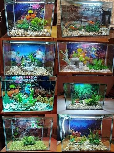 akva: Dördbucaq akvarium, Balıqlarla birlikdə, 30 l, Pulsuz çatdırılma — 1