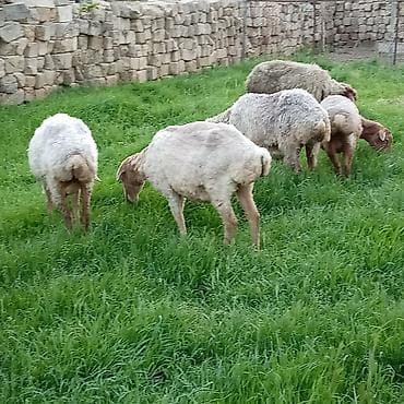 Digər ət məhsulları: Ətlik qoyunlar təcli satılır — 4