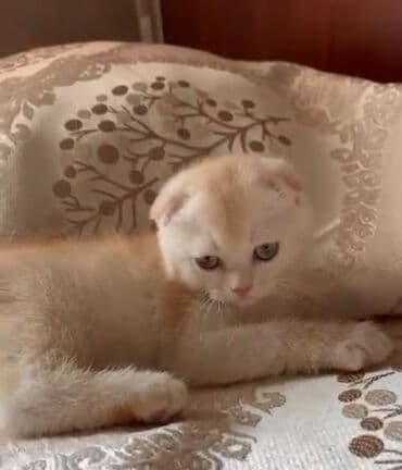 Proton: Qızıl şinşilla, Erkək — 1