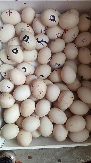 Yumurta: Mayalı ördək yumurtaları 1,50 qəpik 1 ədədi — 1