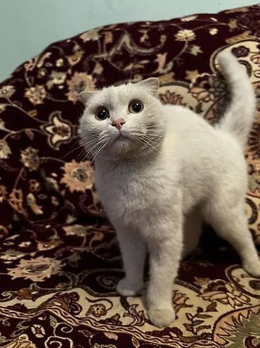 ev heyvanlari satisi: Təcili satılır! 🐱 Növü: Scottish Fold (qulaqları qatlanan) Çox gözəl — 2