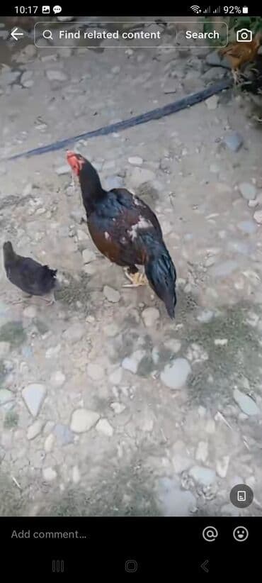 meşe xoruzu: Xoruz, il: <1, Ünvandan götürmə — 4