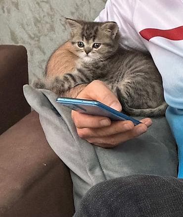 pişik satisi 2022: Britan, Yaxşı əllərə — 3