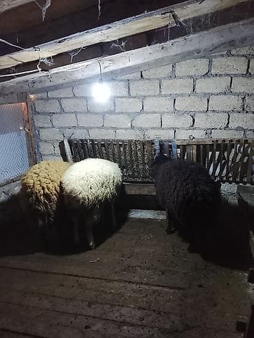 qoyunu: 3bas erkək toglular satılır öz qapı heyvanlarimdi arpa yemiş — 10