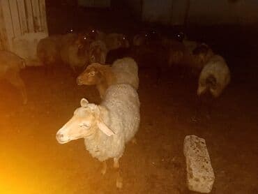 cins ineklerin satisi 2018: Məhsul: Qoyun sürüsü Salam.Qoca qoyunlardi.15 basdi.160 manatdan — 6