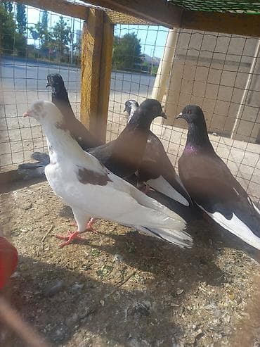 Salam kom satılır tek tek 5 6 manata 5 ədədi 20 manata