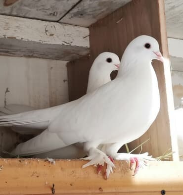 Göyərçinlər satılır biri 10 manatdan. Birindən başqa-ayağı bol papışdı