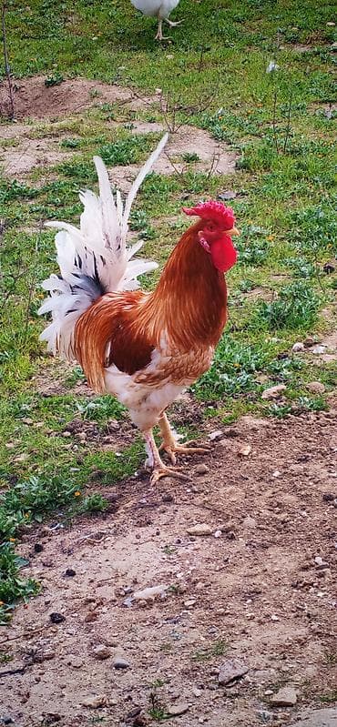 Inəklər, öküzlər: Xoruz, il: 1, Ödənişli çatdırılma — 1