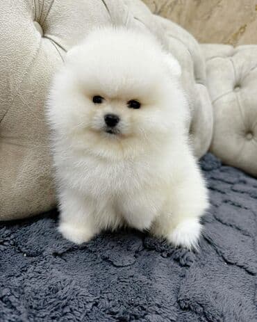 xasgi balası: Şpitz, 2 ay, Dişi, Peyvəndli, Pulsuz çatdırılma — 5