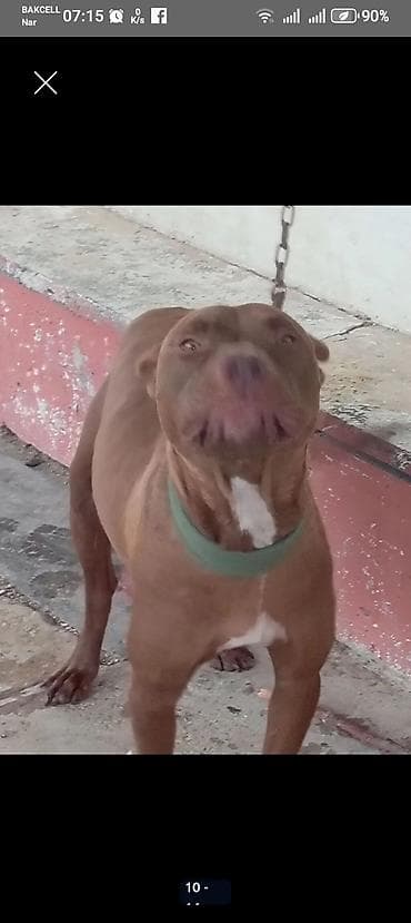 qaz heyvan: Qəhvəyi rəngli pitbull balalari. BİR aylıqdır lar. Şəkillərdə sonda — 6